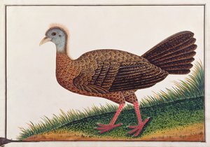 偉大なアーガス、マラッカの鳥の絵、1805-18年頃（紙にトイレ） 作： Chinese School